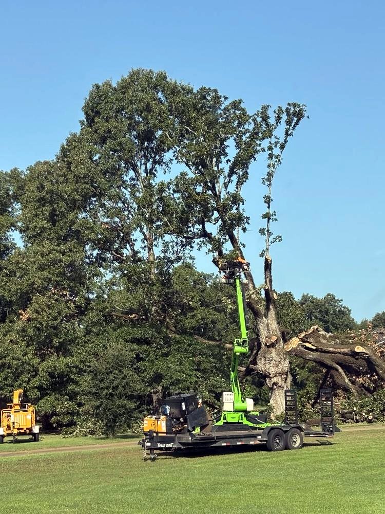 Bulldog Land Management crew removing a large tree with a bucket lift